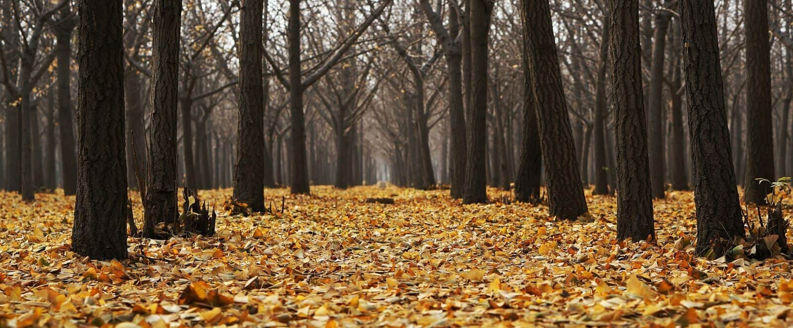 Header afbeelding