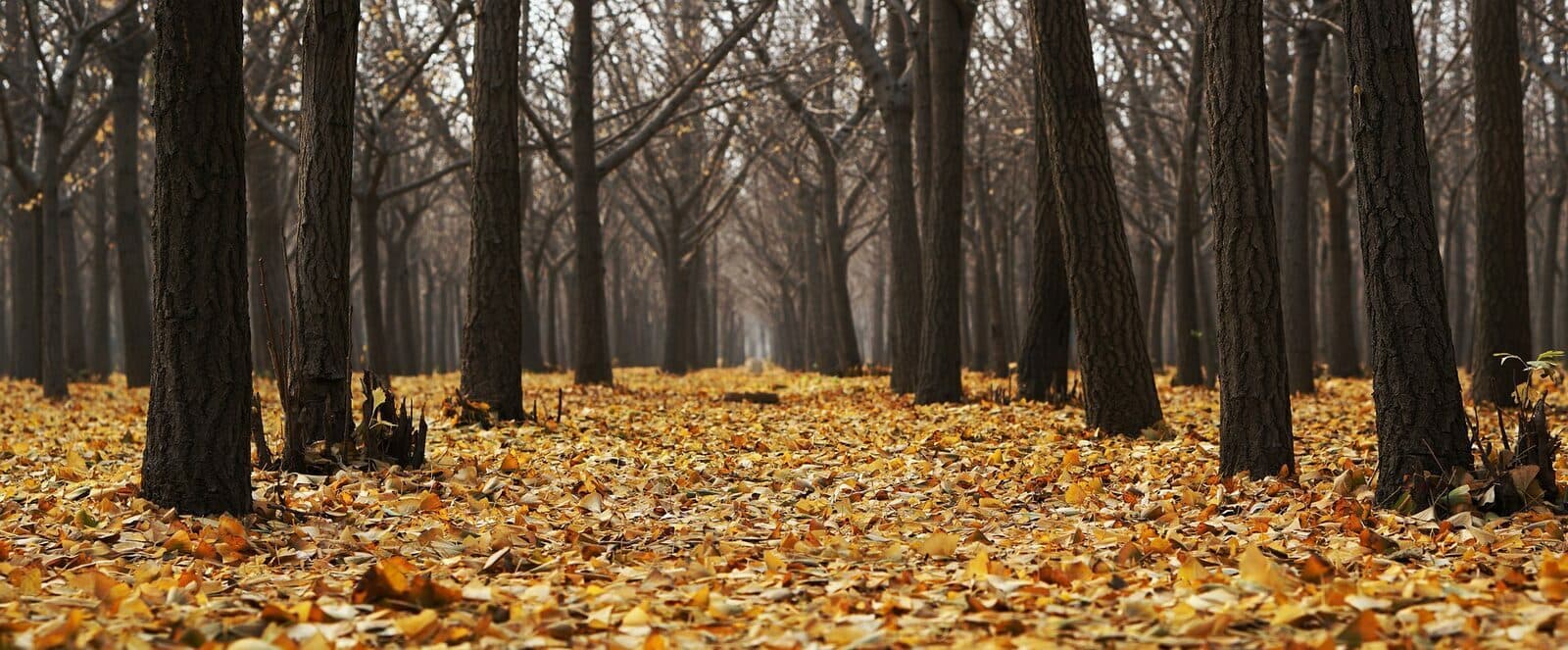 Header afbeelding